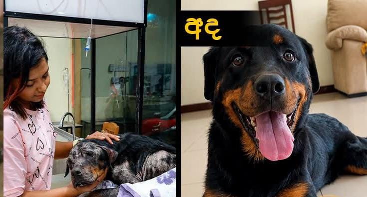 කුණු ගොඩක ම ර ණය අභියස තිබුණු ජීවිතයකට ආදරයෙන් හුස්ම දුන් වත්සලා නංගී!