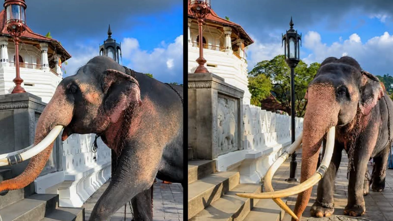 එයාගේ ලස්සන බලන්නකෝ ..වසර 25කට පසු මඟුලැතු තනතුරට.. ජනරාජා යළිත් සඳගල මත තැබූ පා සටහනේ අසිරිමත් මොහොත!❤️🥹🙏🐘