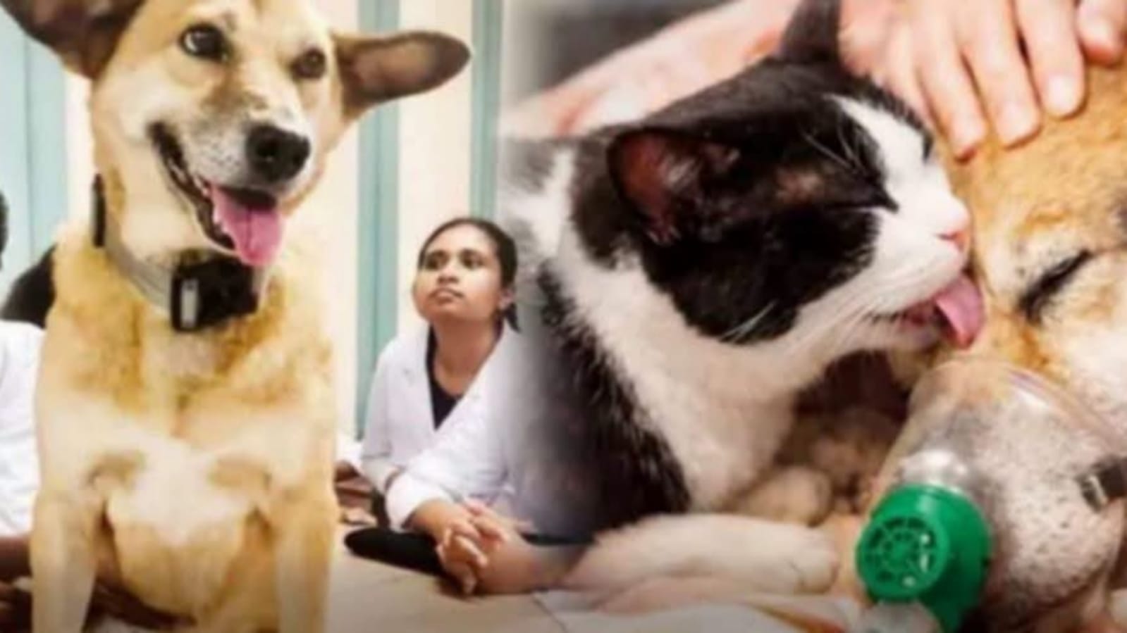 ජීවිත සියයක් බේරූ පේරාදෙණියේ සරසවියේ අසහාය “හාමිනා” හැමෝගෙම දෑස් තෙත් කරමින් සදහටම සමුගත් සංවේදී කතාව…