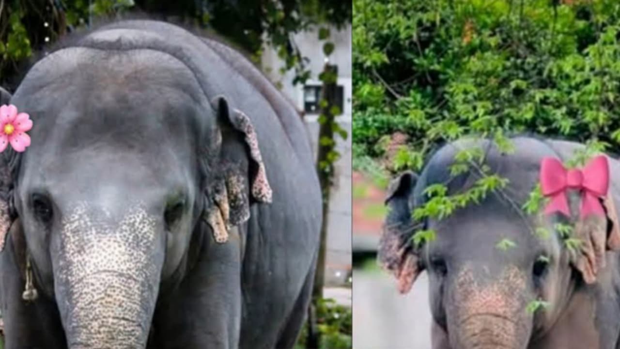 ලංකාවම ආදරේ කරන දෙව්මිණි අම්මා කෙනෙක් වෙන්න සුදානම්..දළදා පෙරහැර හැඩකරන ලංකාවේ එකම හීලෑ කුරු කෙනර දෙව්මිණි වෙනුවෙන් ගත්ත උතුම් තීරණය ගැන ඇසෙන කතාව මෙන්න.