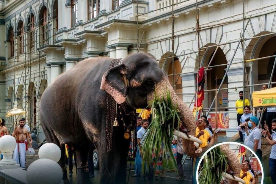 අනේ මටත් එකක් දෙන්න… සමහන් බොන්න හොඬවැල දික් කරපු වාසනා ඇතාට අජිත් මාමා කරපු දේ මෙන්න!