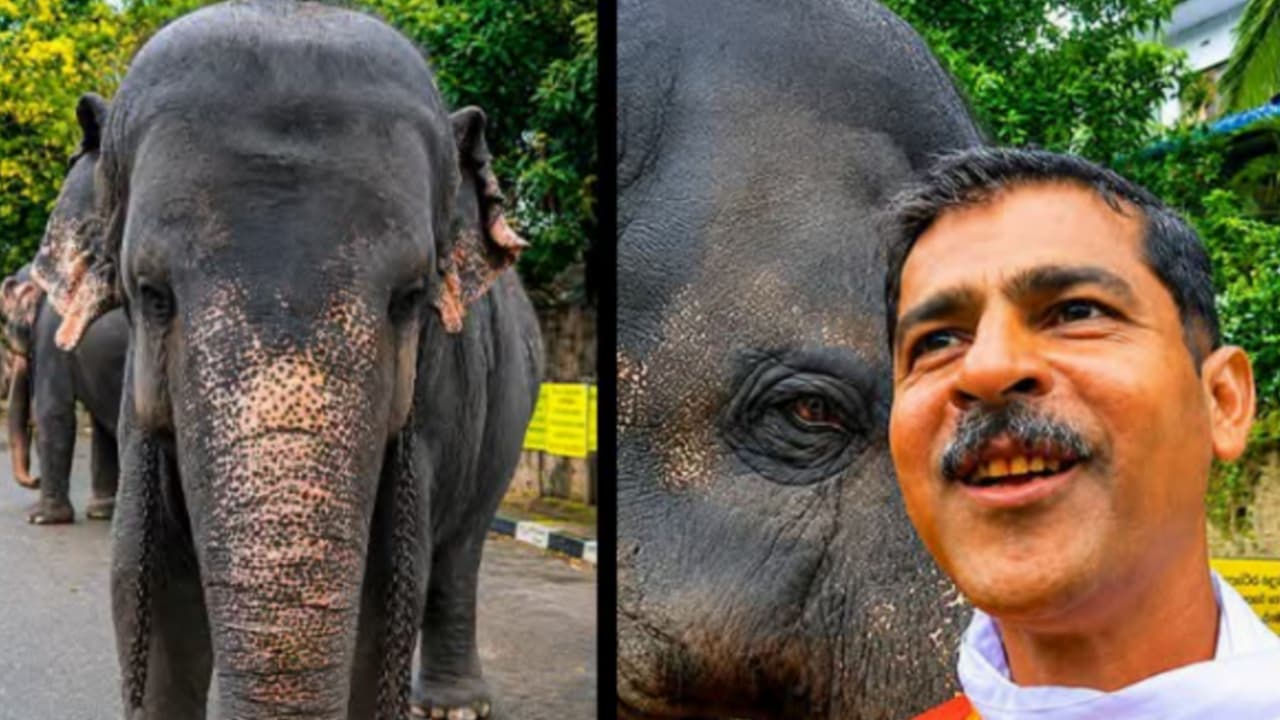 කොමඩු කෑල්ලකට මුළු ලෝකෙම අමතක වන ‘දෙව්මිණී’ නම් පුංචි ඇතින්න සහ ඇයව දරුවෙක් වගේ බලාගන්න ආදරණීය චමින්ද මාමාගේ කතාව