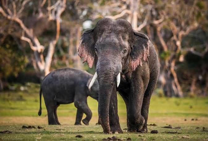 අද කාවන්තිස්ස නෑ… හෙට තවත් කෙනෙක් නැතිවෙයි!” අපෙන් සදහටම සමුගත් ශ්රී ලංකාවේ දළ රජවරු සහ ඔවුන්ගේ නොකියූ කතාව !