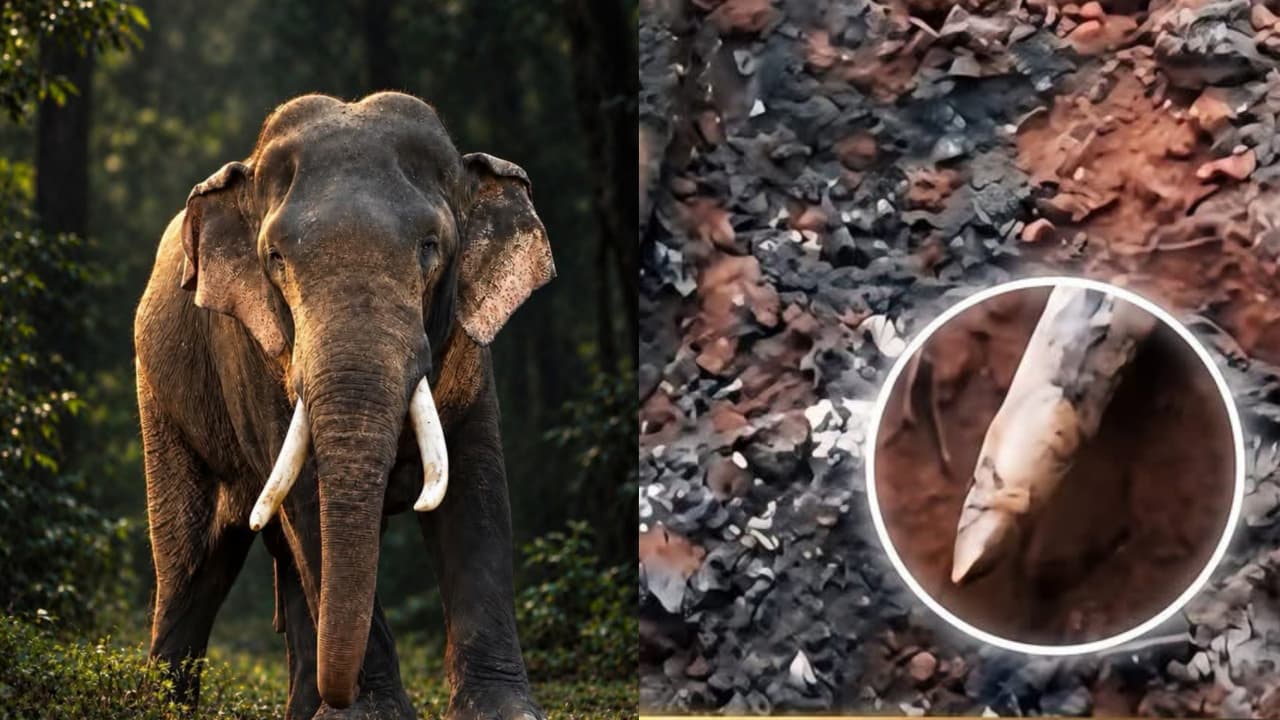 කැලේ ජීවත්වෙන ඇතෙක් මැ රු ණම ඇයි ඒ සිරුරෙන් හිස සහ දළ යුගළ වෙන් කරන්නේ කියලා ඔබ කවදා හරි මේ ගැන අහලා තියෙනවද?